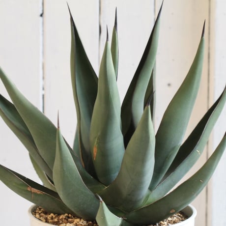 Agave シャークスキン