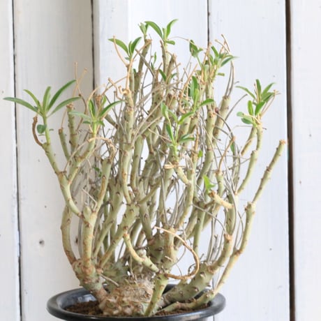 CATEGORY ユーフォルビア | hanayoshi-botanical CATEGORY ユーフォルビア | hanayoshi-botanical