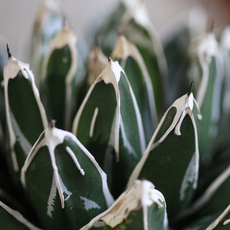 agave victoriae-reginae 児玉姫笹の雪