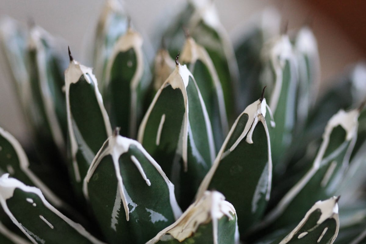 agave victoriae-reginae 児玉姫笹の雪 | hanayoshi-bota agave victoriae-reginae 児玉姫笹の雪 | hanayoshi-bota