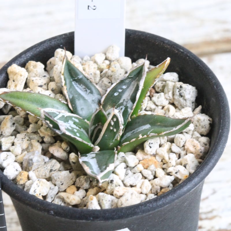 アガベ 笹の雪 アガベ 特選笹の雪（S-1） | hanayoshi-botanical