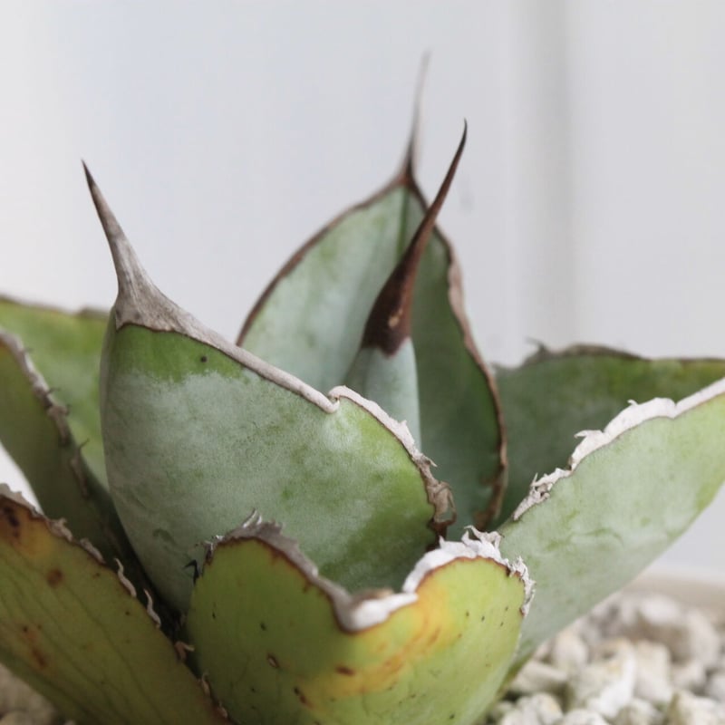 アガベ チタノタ HOWAITOAIsU アガベ チタノタ FO-076 