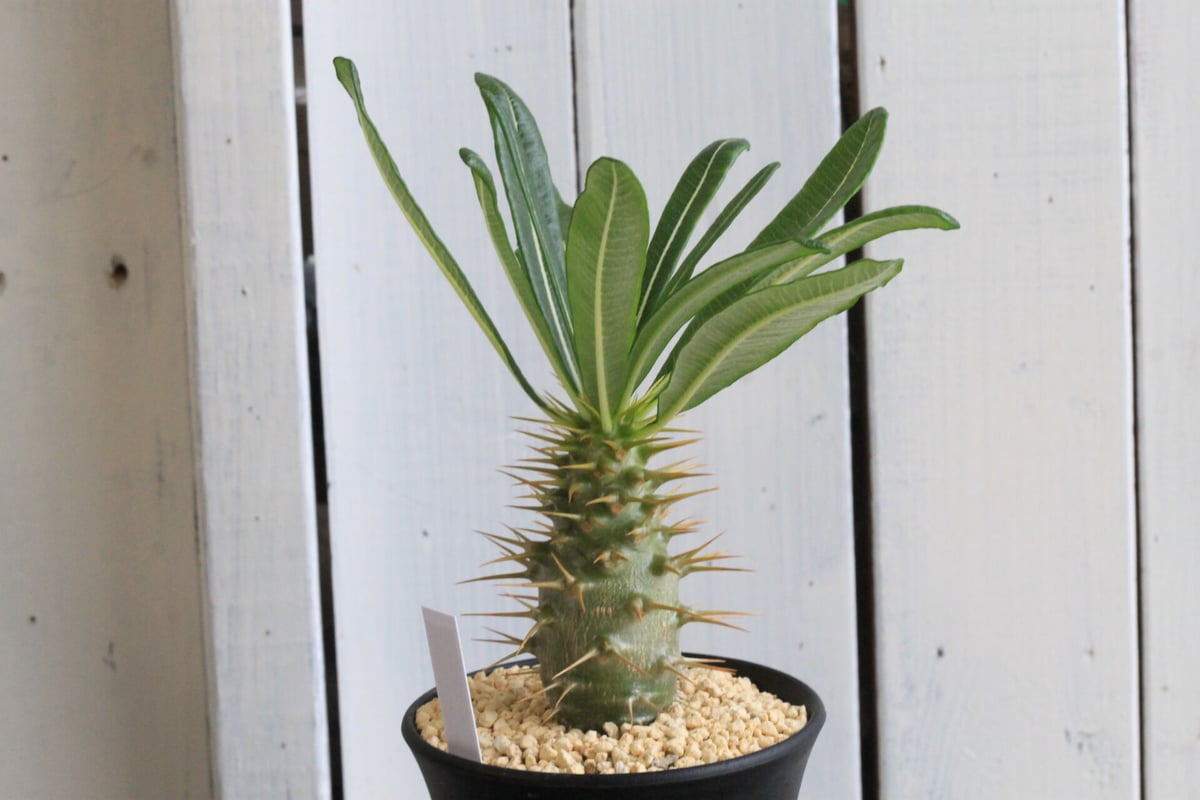 パキポディウム アンボンゲンセ | hanayoshi-botanical