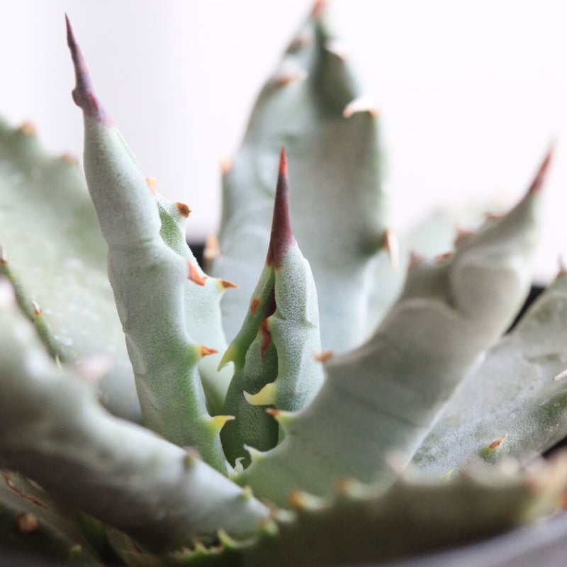 アガベ！ユタエンシス！ アガベ ユタエンシス ドワーフ | hanayoshi-botanical