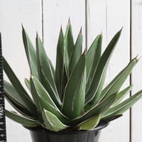 アガベ ユタエンシス | hanayoshi-botanical