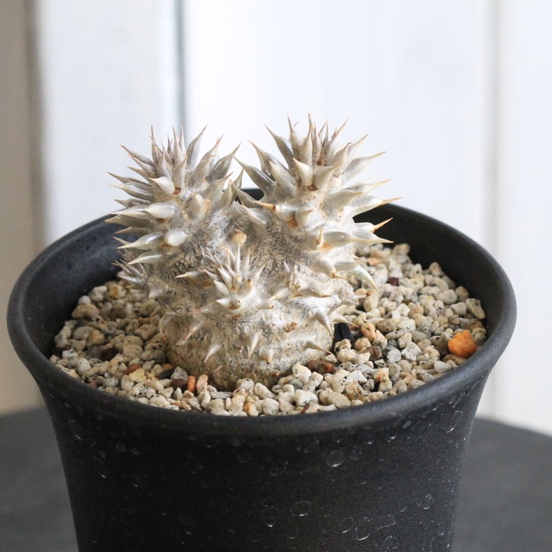 パキポディウム 恵比寿大黒 | hanayoshi-botanical