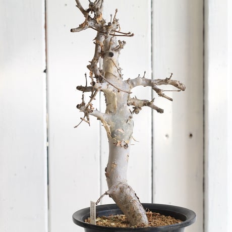 Comiphora holtziana  ホルトジアナ