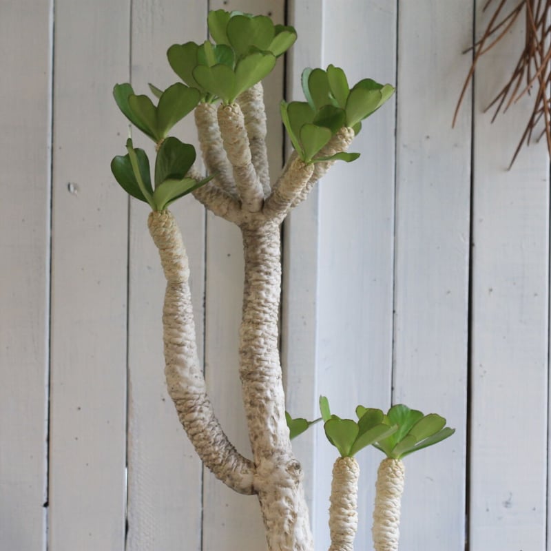 ユーフォルビア ポイゾニー | hanayoshi-botanical