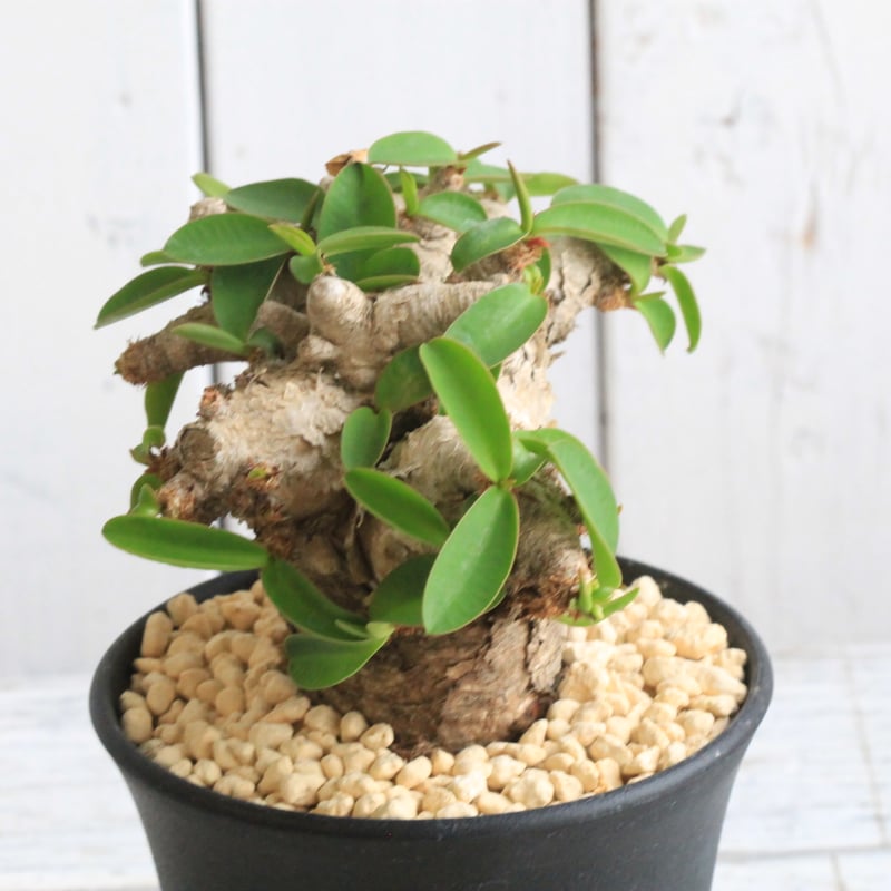 ユーフォルビア プリムリフォリア | hanayoshi-botanical