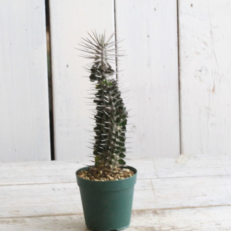 アローディア モンタグナッキー | hanayoshi-botanical