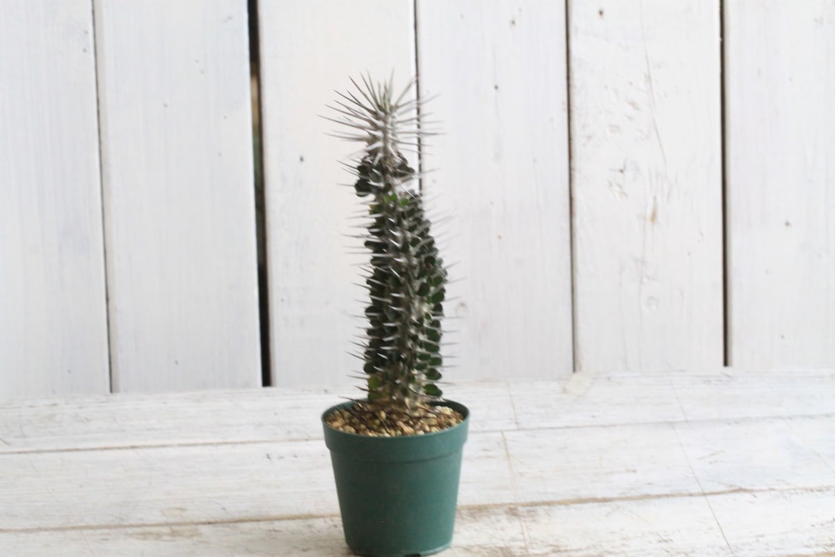 アローディア モンタグナッキー | hanayoshi-botanical