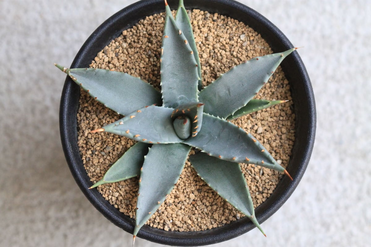 アガベ ユタエンシス実生 アガベ ユタエンシス エボリスピナ 実生選抜