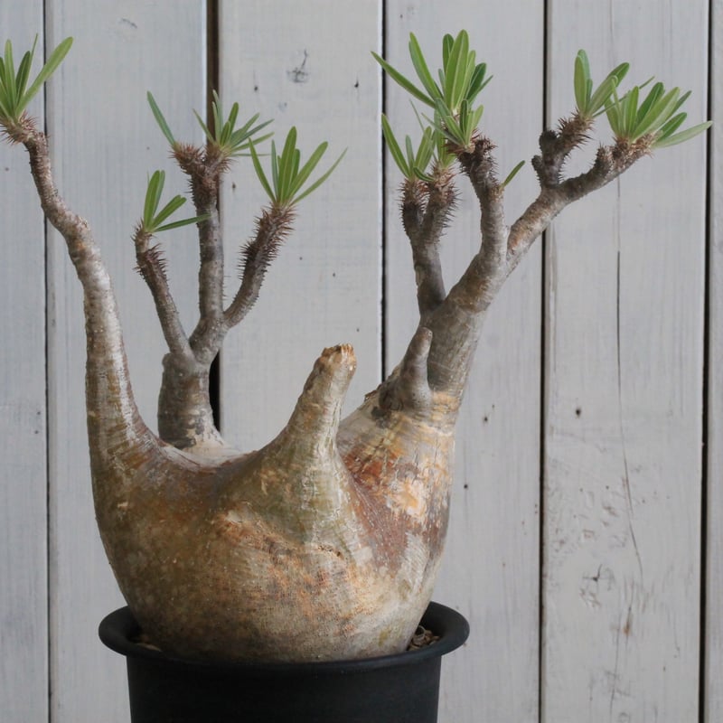 パキポディウム グラキリス 現地球 | hanayoshi-botanical