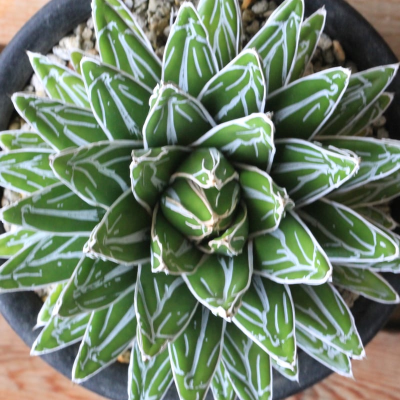 アガベ 特選姫笹の雪 スノーボール | hanayoshi-botanical