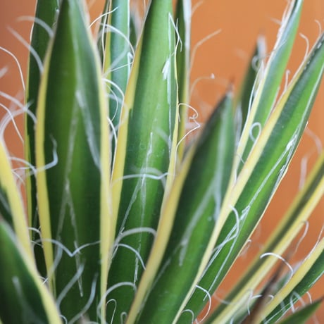 agave　アガベ　白糸の王妃 黄斑