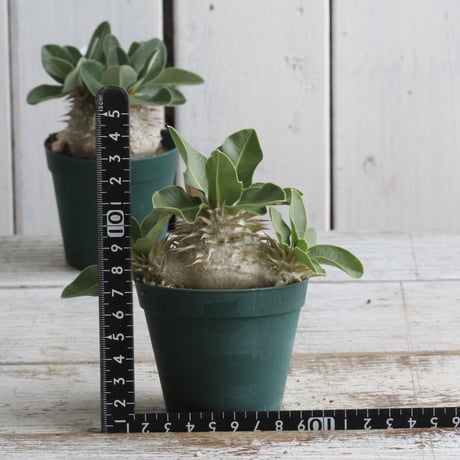 レウコキサンツム | STORES