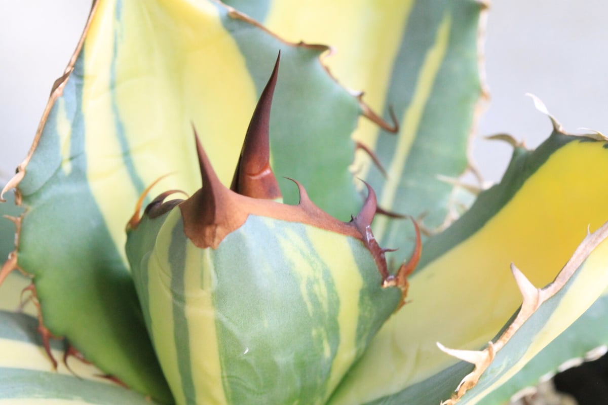 アガベ チタノタ 狼人錦 白中斑 錦フェア 鉢ごと発送 太斑 済まない