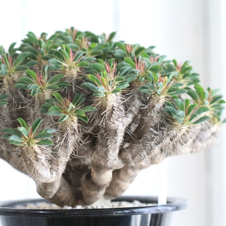Euphorbia ギラミニアーナ