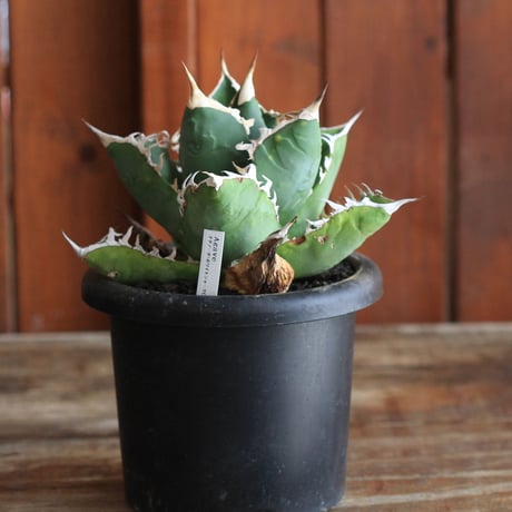 Agave　チタノータ　ホワイトシャーク（選抜）