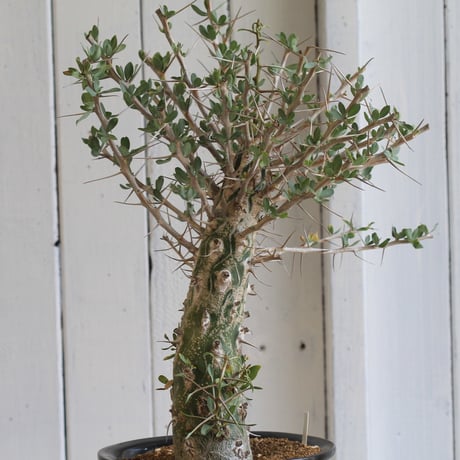 Fouquieria　観峰玉