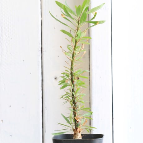 フォークイエリア　プルプシー　国内　実生　良形　送料込み Yahoo!オークション -「フォークイエリアプルプシー」の落札相場・落札価格