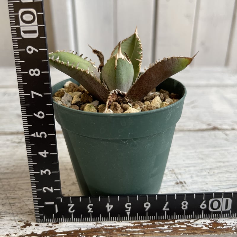 アガベ チタノタ（裏刺） | hanayoshi-botanical