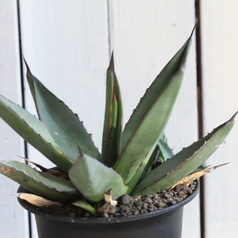 アガベ　シャークスキン　大株 楽天市場】アガベ（シャークスキン） 8号 プラスチック鉢 1鉢