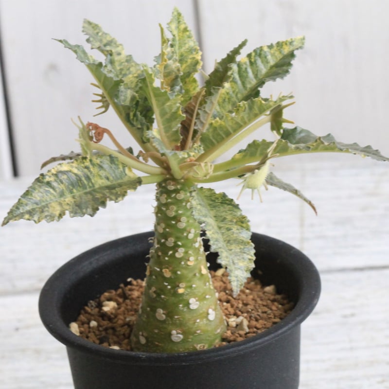 ドルステニア ホルウッディHYB | hanayoshi-botanical