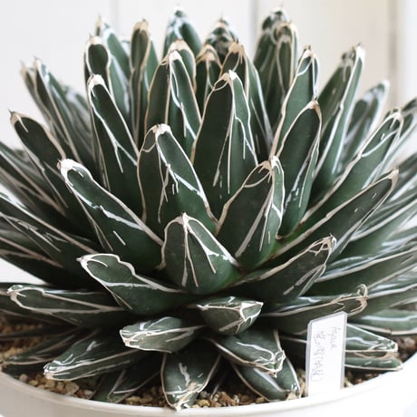 Agave 特選笹の雪