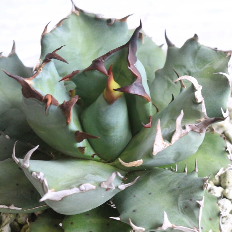 アガベ チタノタ NO.1 | hanayoshi-botanical