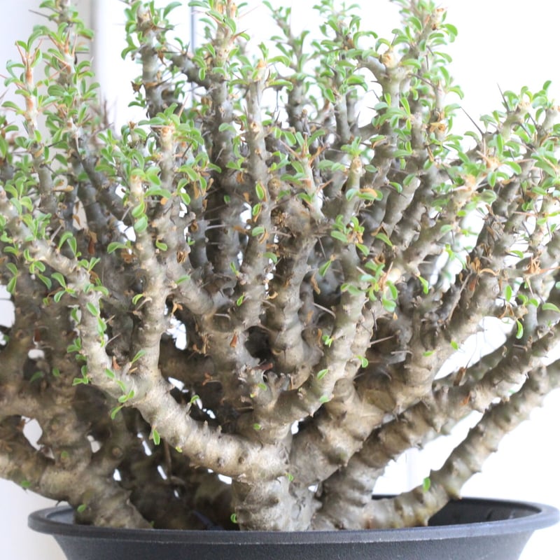 サルコカウロン スピノーサ | hanayoshi-botanical