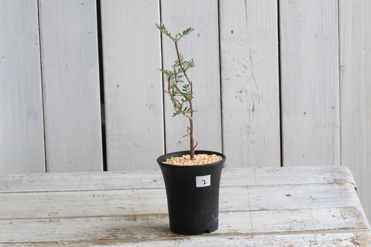 ブルセラ ミクロフィラ実生 3 挿木 ブルセラ ミクロフィラ 実生美株