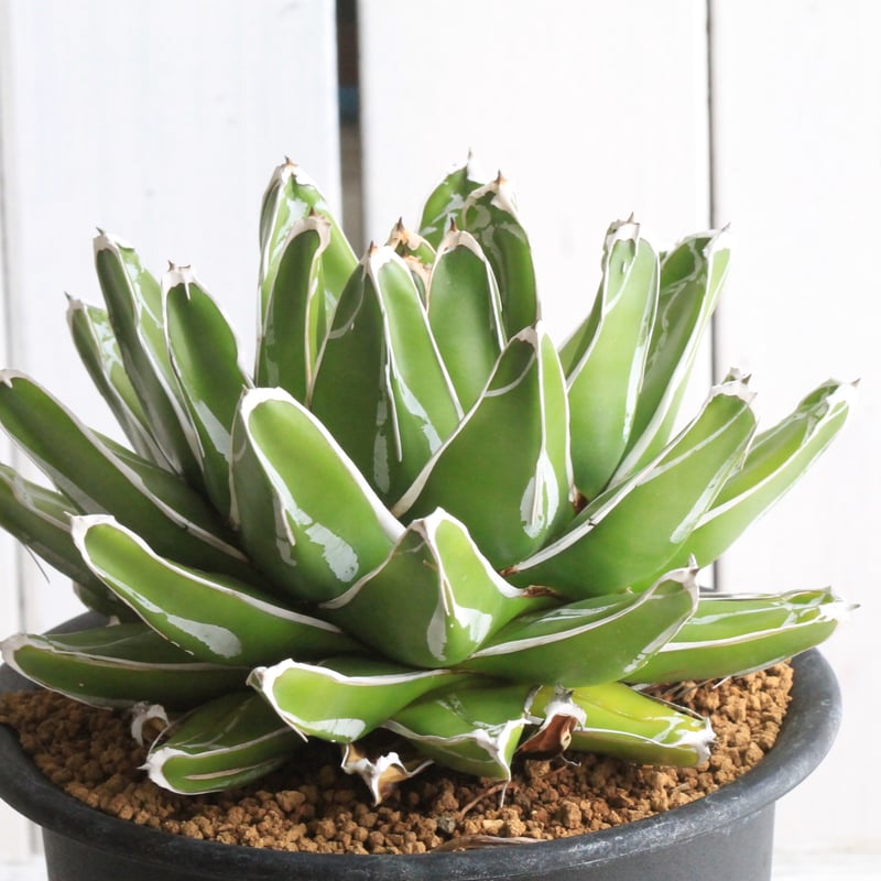 アガベ 笹の雪 達磨 中堅株 鉢ごと 【公式通販】