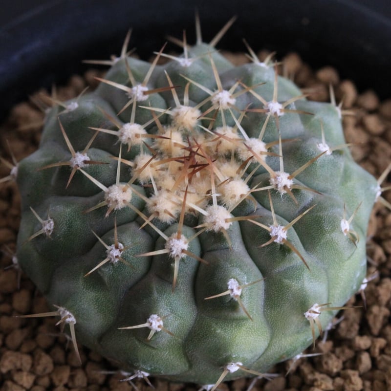 コピアポア・コルムナアルバ　現地株　おまけ付け コピアポア・コルムナアルバ 現地株 おまけ付け - メルカリ