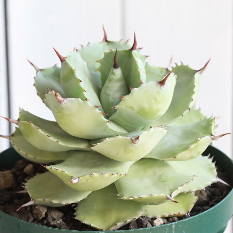 アガベ イシスメンシス バルーン雷神 | hanayoshi-botanical