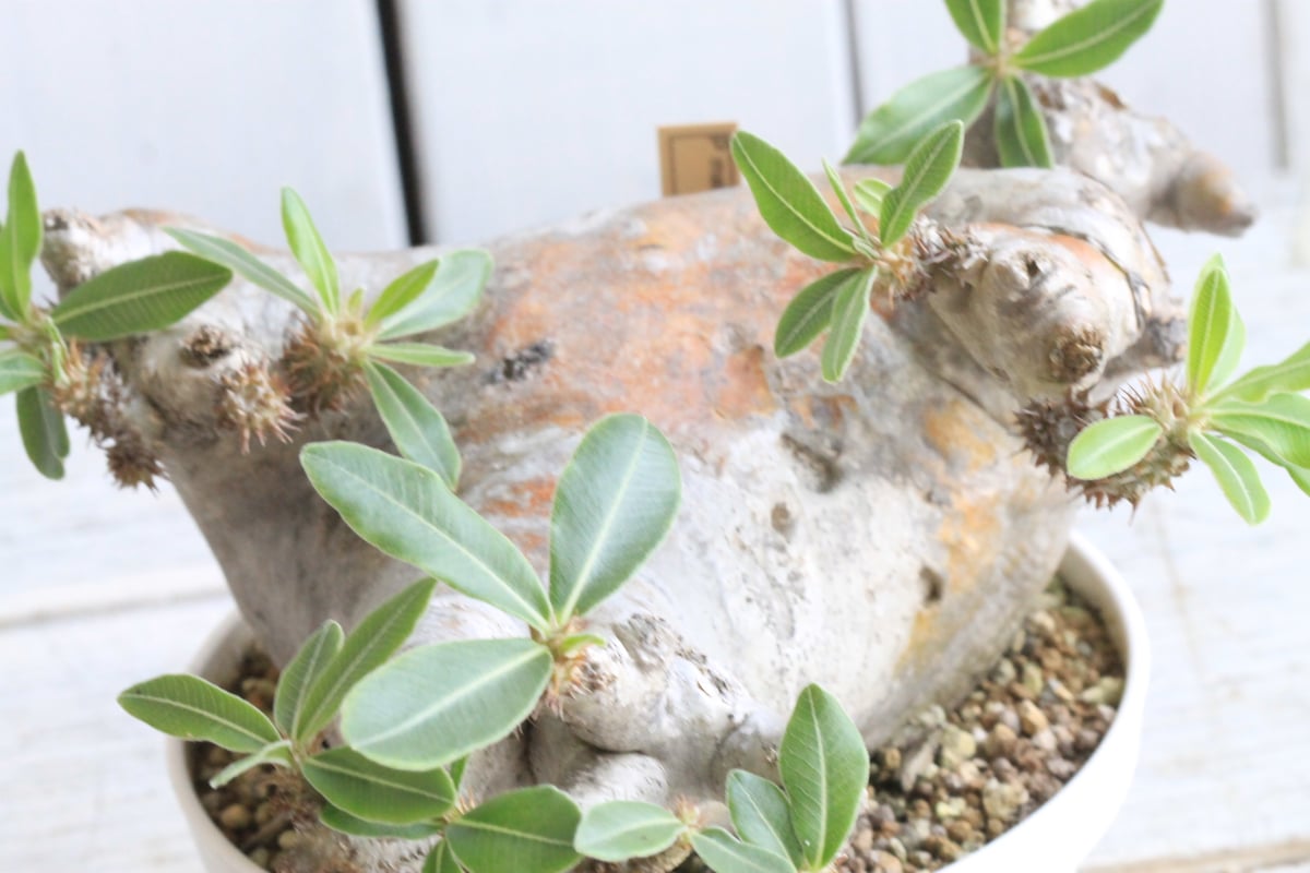 パキポディウム　マカイエンセ　現地球株 パキポディウム マカイエンセ 現地球 – Caudex