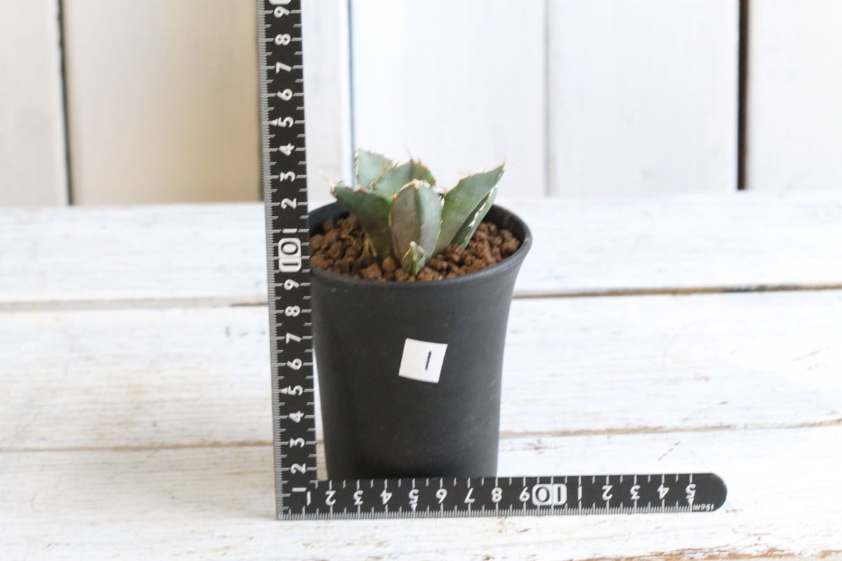 fit=scale-down,w=1200 fit=scale-down,w=1200