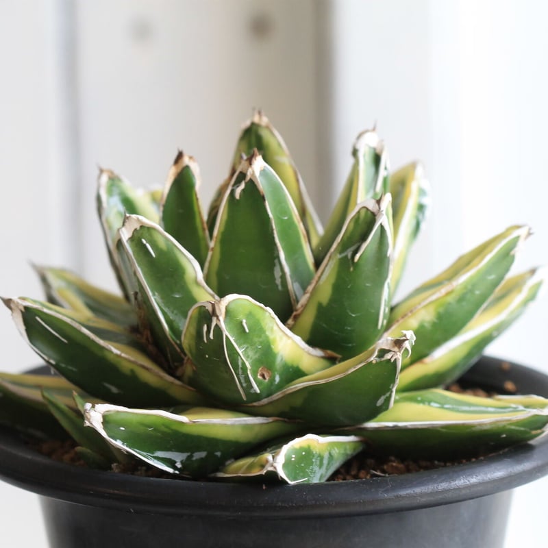 アガベ 笹の雪 輝山 | hanayoshi-botanical