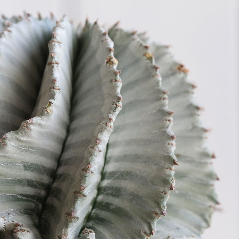 ユーフォルビア ホワイトストリアータ | hanayoshi-botanical