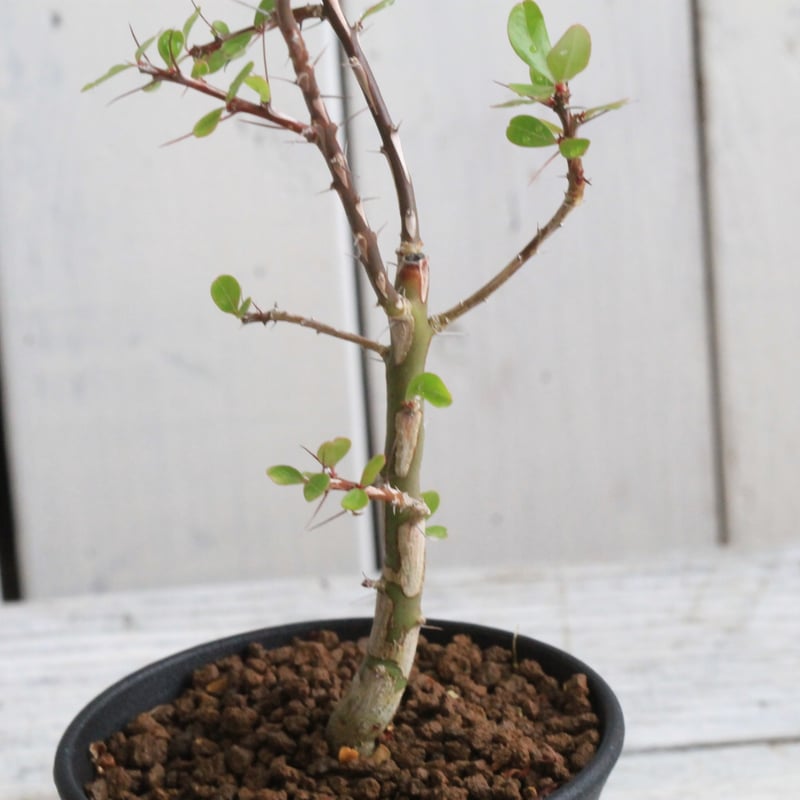 フォークイエリア ファシクラータ 挿し木① | hanayoshi-botanical フォークイエリア ファシクラータ 挿し木① | hanayoshi-botanical