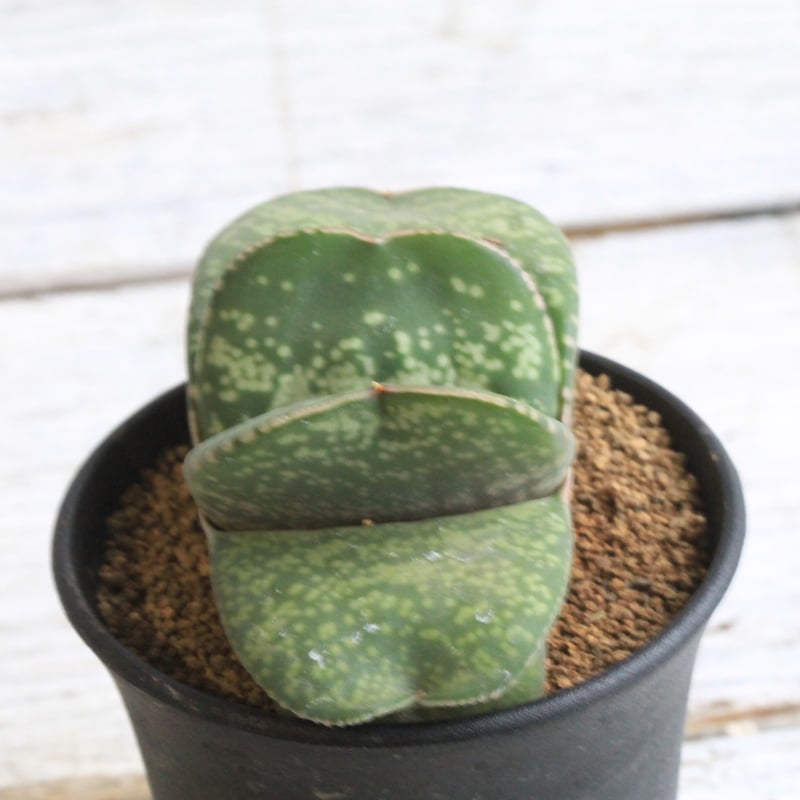 【こゆき】 『恐竜』巨大株 葉長25㌢ ガステリア属 こゆき様専用】 『恐竜』巨大株 葉長25㌢ ガステリア属 ガステリア