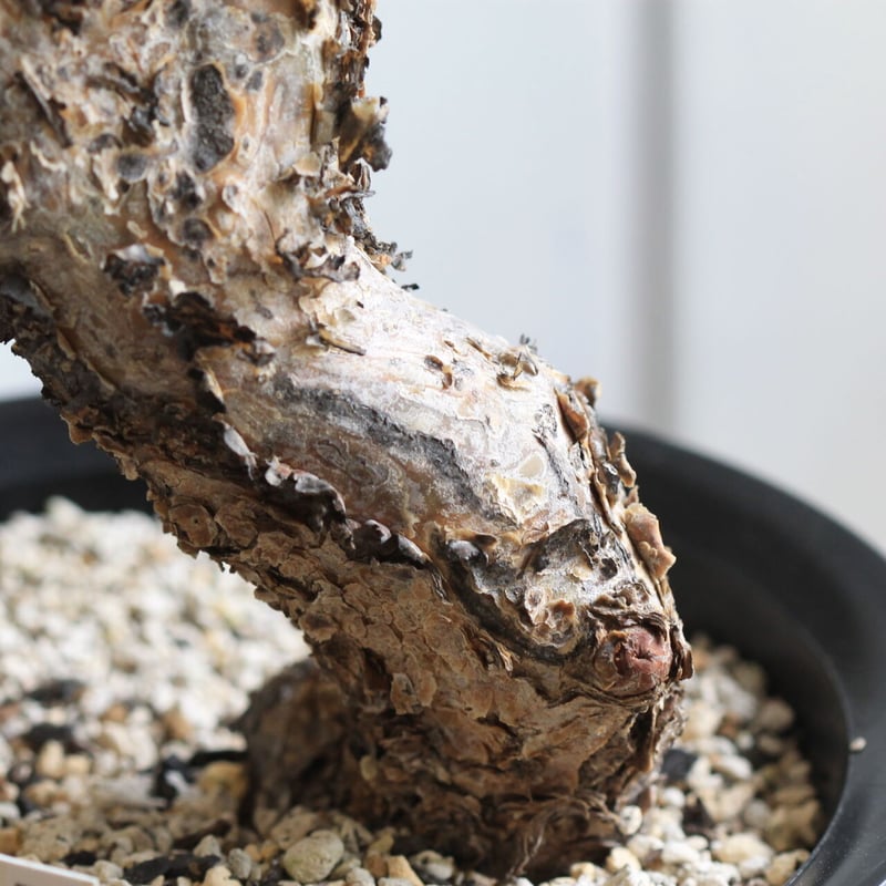 コミフォラ グイドッティ | hanayoshi-botanical