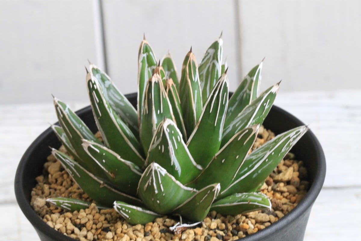 アガベ 笹の雪 NO-03② | hanayoshi-botanical