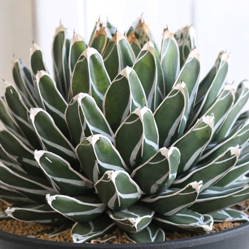 9/5更新　アガベ　児玉姫笹の雪　カキコ2つ付き　鉢ごと発送　タグ付き　笹雪 9/5更新 アガベ 児玉姫笹の雪 カキコ2つ付き 鉢ごと発送