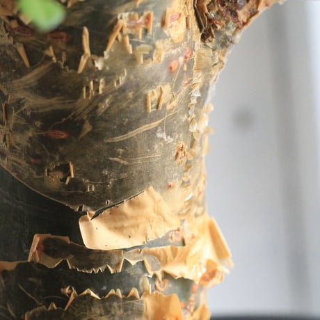 Bursera ファガロイデス