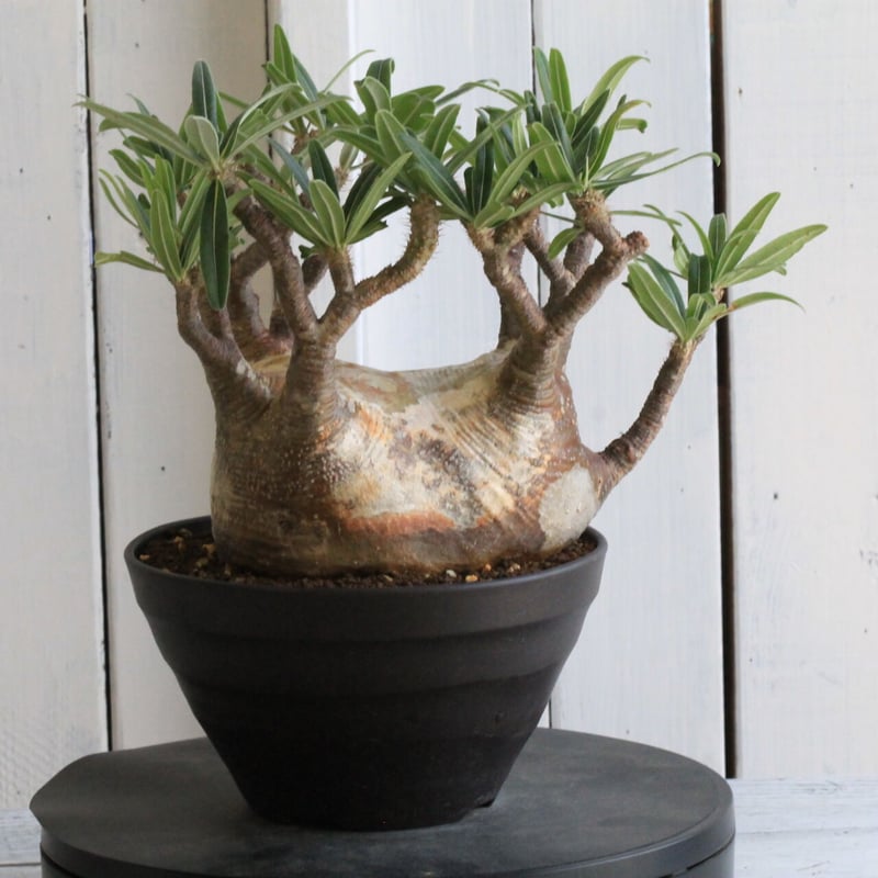 t*n様 【発根済み・扁平型】パキポディウム・グラキリス パキポディウム：グラキリス（発根済み株）3.5号（G11） の通販