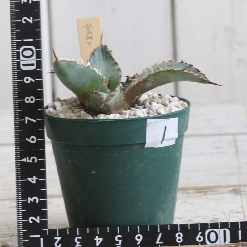 centro アガベ チタノタ ライオンズメーン ライオンズメイン ライオンズメーン ライオンズメイン アガベ チタノタ Agave