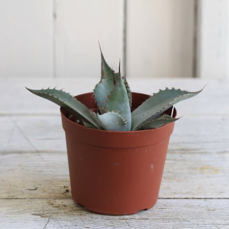 Agave パラサナ
