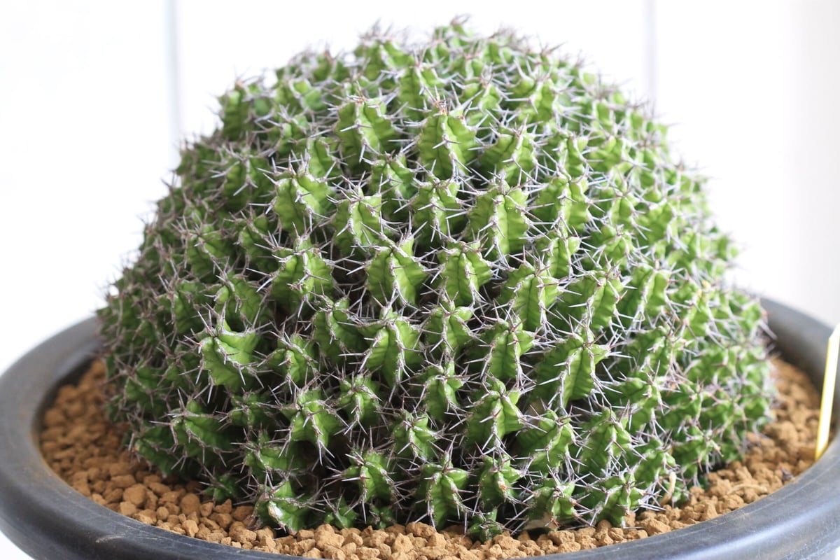 Euphorubia ミトリフォルミス | hanayoshi-botanical