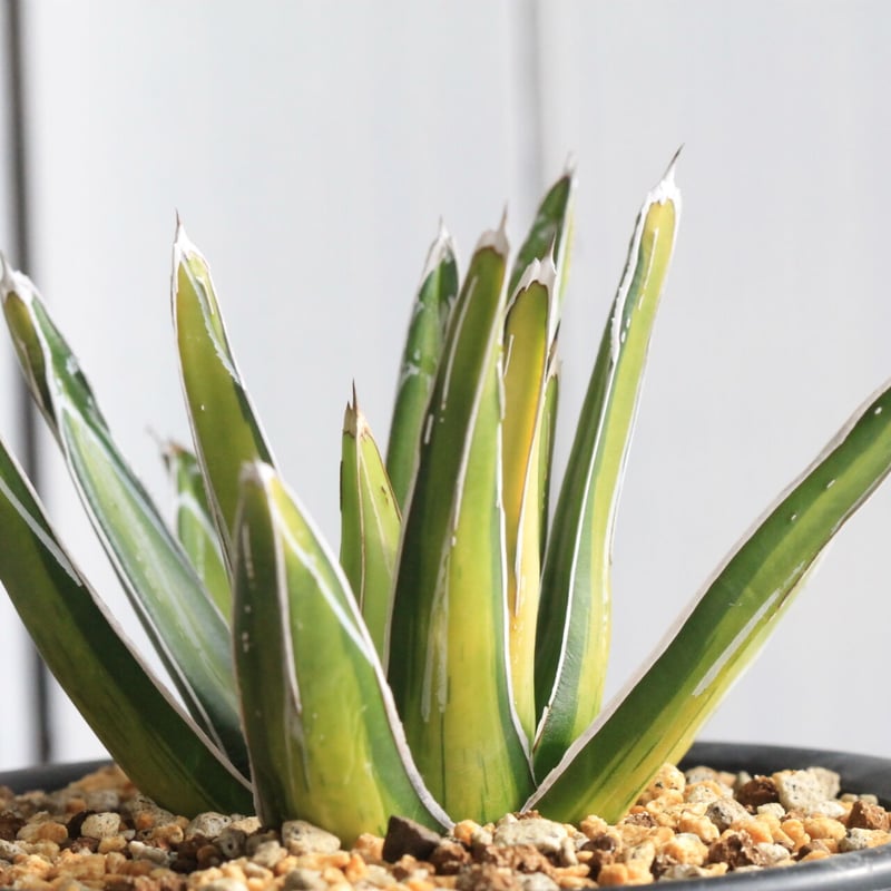 アガベ 笹の雪錦（鮮中斑） | hanayoshi-botanical